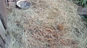 Какие травы любят вьетнамские поросята