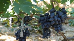 ультра ранние сорта винограда