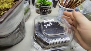 Черенкование метельчатой гортензии одревесневшими черенками в домашних условиях ?