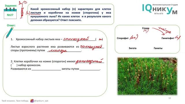 разбор 27 задания в ЕГЭ по биологии на циклы мхов смотреть онлайн