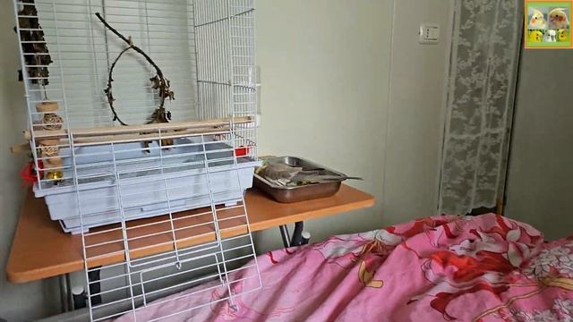 Funny Parrotszotti 165. Life of Cockatiels and budgies. Жизнь корелл и волнистых попугаев смотреть онлайн