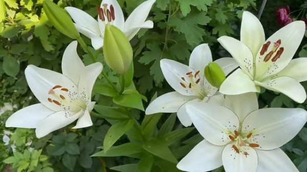 Лилия Айлайнер✨🥳✨🥳✨ белоснежная✨✨✨