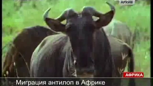 Миграция антилоп в Африке смотреть онлайн