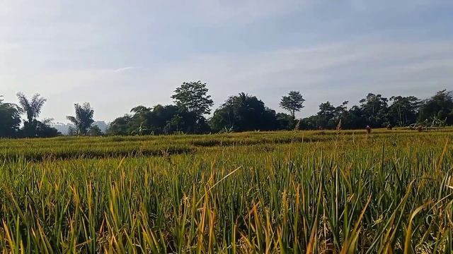 Amazing Views of Nature in West Java, Indonesia with Sundanese Music 3 смотреть онлайн