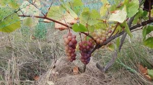 Виноград СВЕНСОН РЕД/Swenson Red. Свенсон ред, столовый сорт винограда, раннего срока созревания.