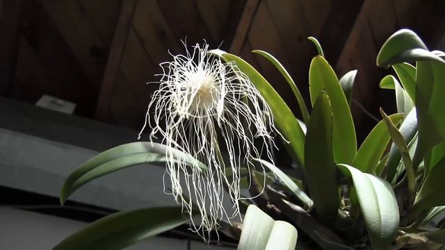 Paph callosum • Onc Speckled Spire • Bulb medusae • Bulb echinolabium смотреть онлайн
