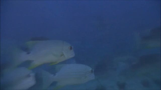 パラオ　ダイビング　イレズミフエダイ　抱卵放精　2013.3　Palau  Symphorichthys Spilurus