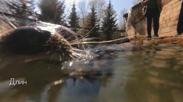 Выдра Финик: съёмки под водой смотреть онлайн