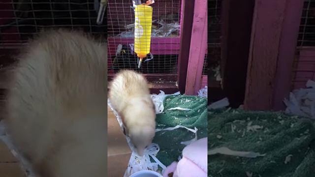 lovely chunky hob ferret all he wants to do is eat him biscuits 😋 смотреть онлайн