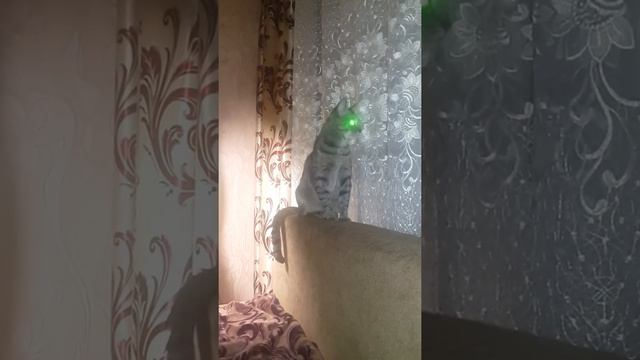 Кот луноход|У КОТА ПРАВДА СВЕТЯТСЯ ГЛАЗА!!!!! смотреть онлайн