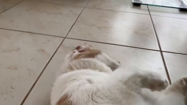 Утренний котокофе и просто которелакс / Morning cats-coffee & cats relaxation... смотреть онлайн