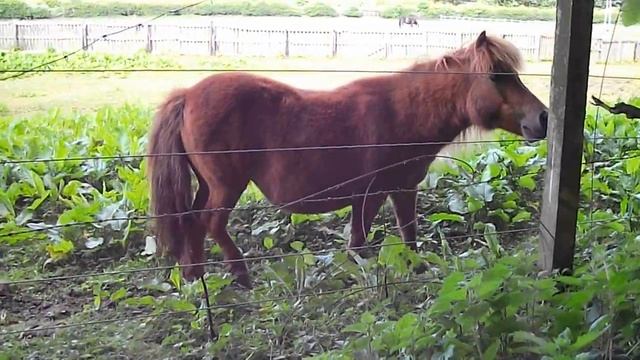 Shetland Pony Ambush смотреть онлайн