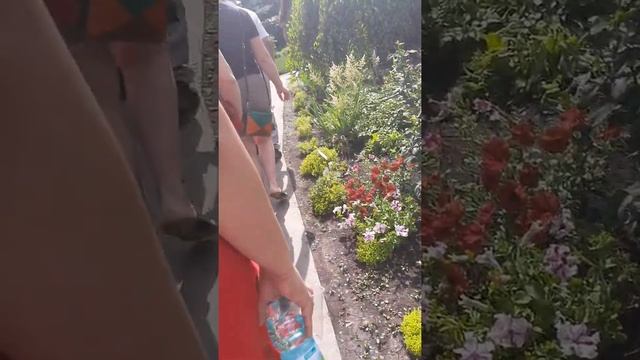 Алтайское холмогорье. Дендрарий с экскурсоводом смотреть онлайн