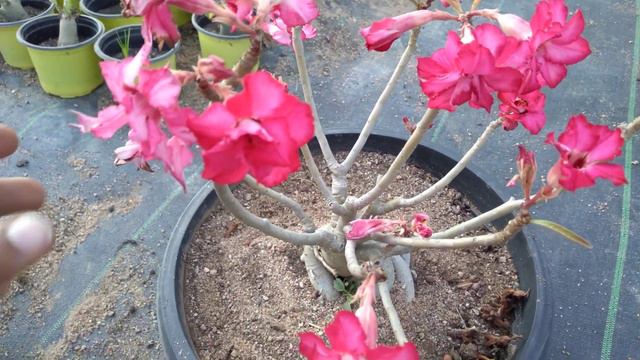 Adeniums смотреть онлайн