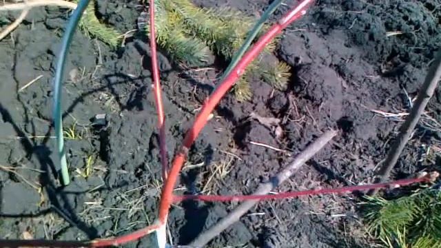 Персик. Результат перезимовки. смотреть онлайн