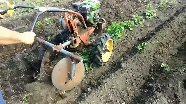 Озимый картофель, смелый эксперимент и неожиданный результат! Окучивание мотоблоком каскад. смотреть онлайн