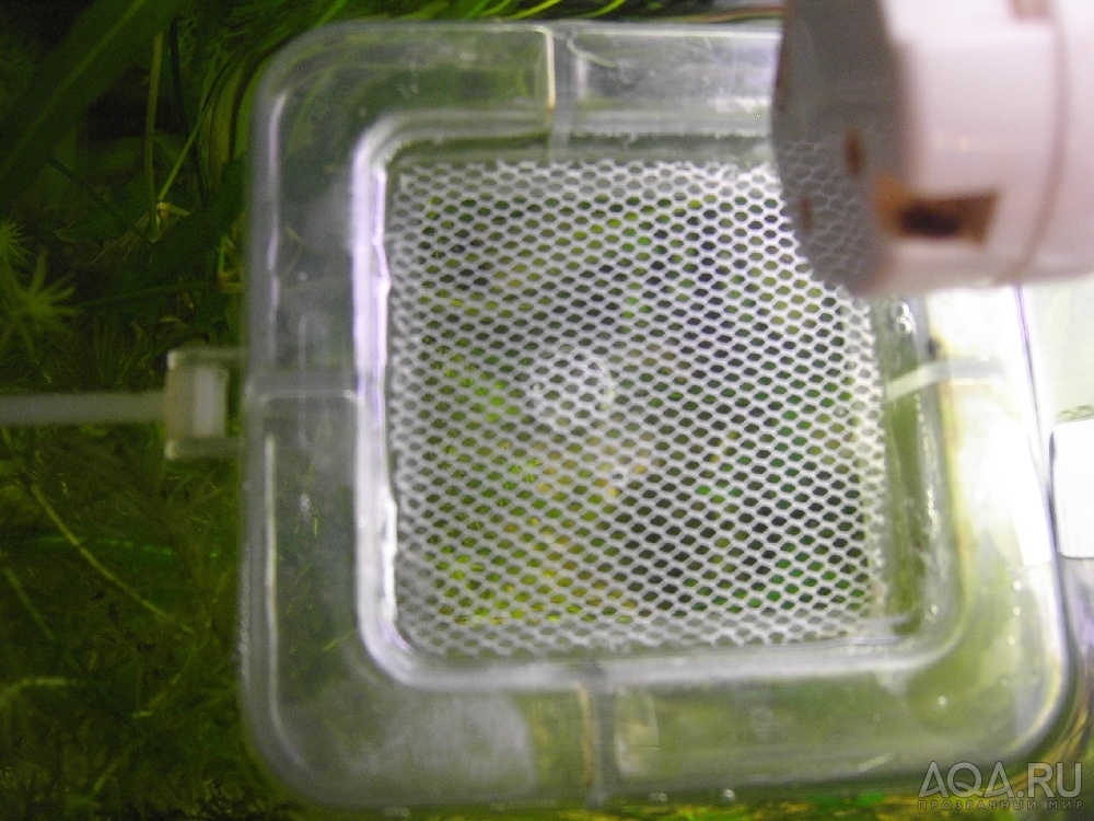 Кормушка для аквариумных рыб своими руками Быстро и бесплатно смотреть онлайн