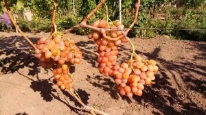 ВИНОГРАД  АНЮТА.