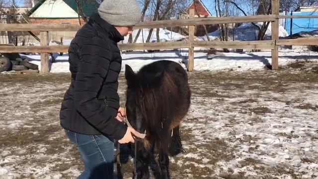 Теория. Оголовье для лошади. Недоуздок. Уздечка. Трензель. Капсуль. смотреть онлайн