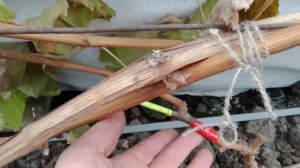 Дозревание лозы на прививках. Нижегородская обл. 2.11.23