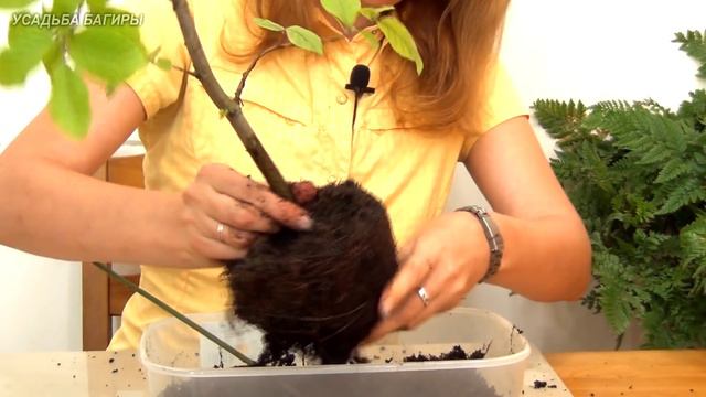 02.Бонсай из бука (ч.2).