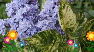 Сирень обыкновенная Аукубафолия. Краткий обзор, описание характеристик, где купить саженцы