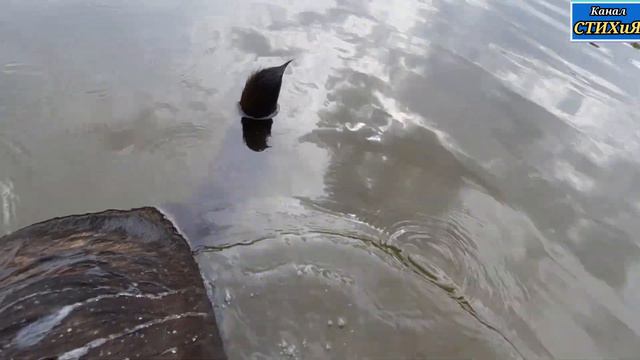Дарьины купания!Купание собаки в реке!Bathing your dog in the river! смотреть онлайн