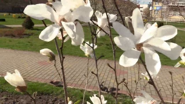 Magnolia. МАГНОЛИЯ – ПРИНЦЕССА ИЗ ТРОПИЧЕСКОГО КРАЯ. ВАРАШ (1) смотреть онлайн