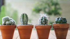 Стоит ли держать кактус в квартире? Вот что нужна знать об этих растениях каждому