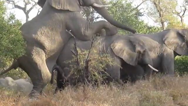 Elephant Video - Mating смотреть онлайн