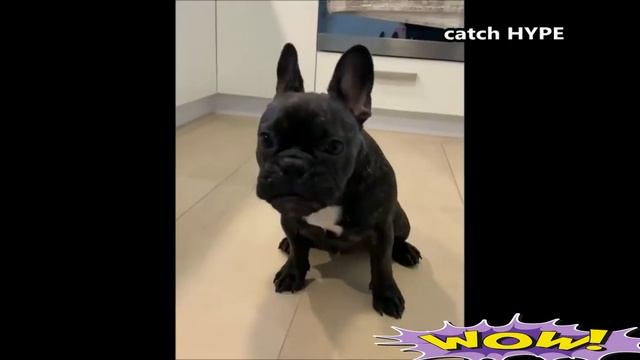 Приколы Про Животных / Как пукают животные смотреть онлайн