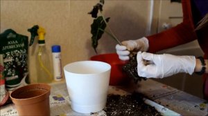 Пересадка Алоказии Полли с магазина