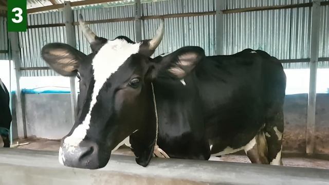 Village 6 Cow Mooing, Cow Sound, Cow Standing Near The House, Cow Want Grass Food смотреть онлайн