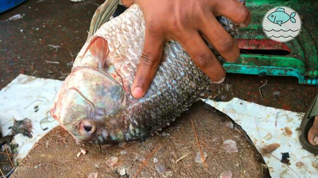 Live Tilapia Fish Cutting Skills In Bangladesh Fish Market II Fastest Fish Cutting Skills