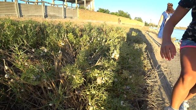 Прогулка вдоль моря... нашли много медуз...большого жука...и раскопки древнего ГОРОДА... смотреть онлайн