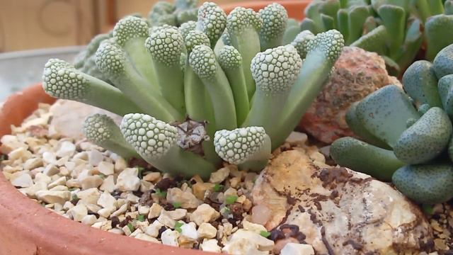 26.  Plantas Mesembs - Titanopsis Schwantesii.