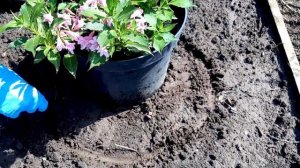 Сажаю вейгелу в открытый грунт летом