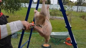 Забой и разделка индюшки от начала до конца , новичками?