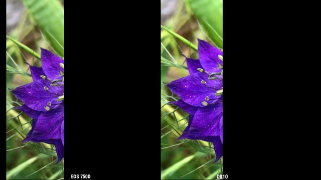 Nikon D810 VS Canon EOS 750D Camera Comparison Review, Camera Comparison, Camera Fight, смотреть онлайн