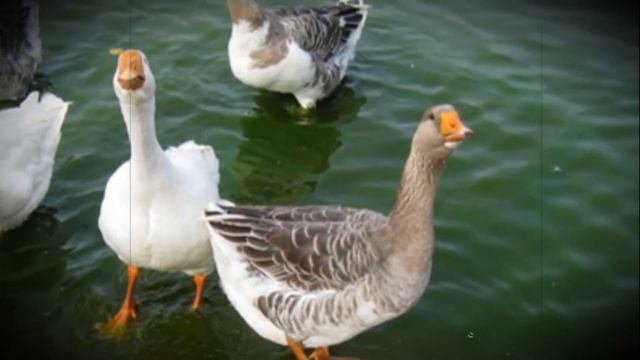 Как разводить гусей самостоятельно и стоит ли делать на этом бизнес смотреть онлайн