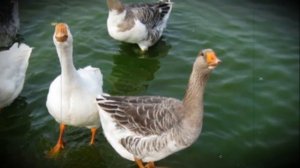 Как разводить гусей самостоятельно и стоит ли делать на этом бизнес