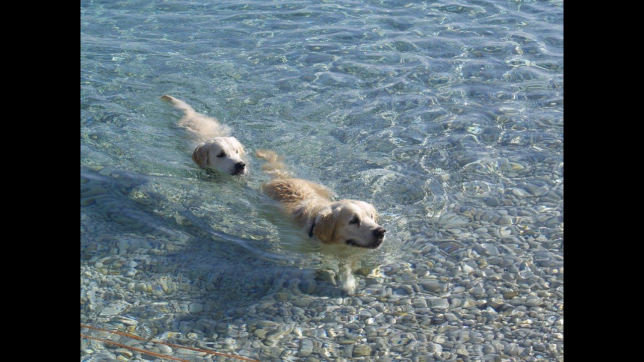 25 ноября 2022 г. собака собаки купание собак смотреть онлайн