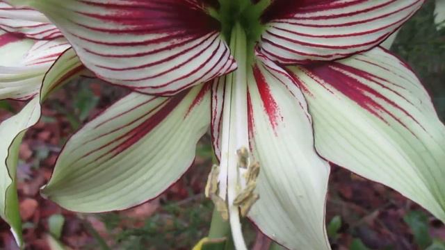 Papillio Or Papilio Amaryllis Hipppeastrum