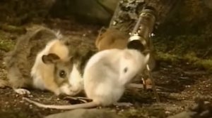 Жил-был хомяк. 4 серия. Наблюдение за птицами