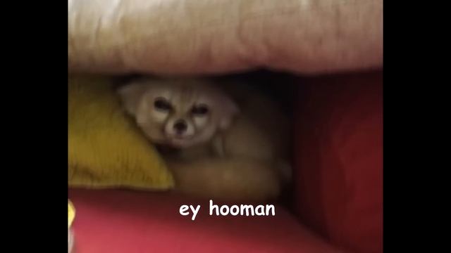 very rare Doggo смотреть онлайн