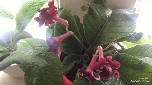 Купила угловую полку для фиалок и стрептокарпусов на подоконник смотреть онлайн