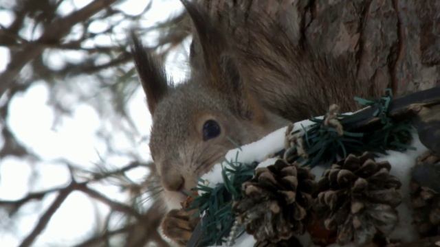 Белка высоко в кормушке