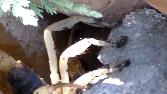 Большой скорпион Big Scorpion смотреть онлайн