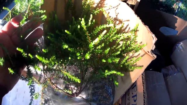 Получила посылку новые растения для моего сада.