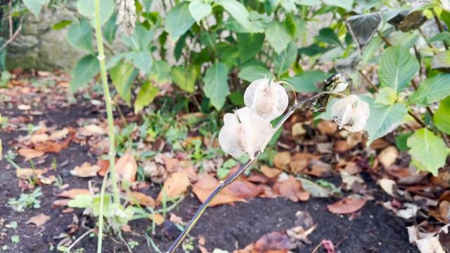 Macro with the world's best macro camera: Outdoor tips and lighting tutorial смотреть онлайн